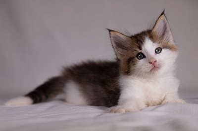 Bernhold - 5 weeks old