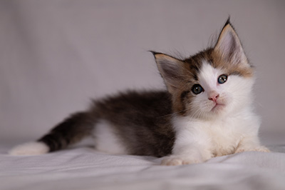 Bernhold - 5 weeks old