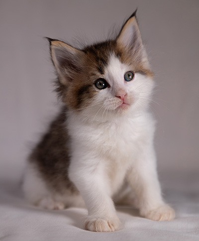 Bernhold - 5 weeks old