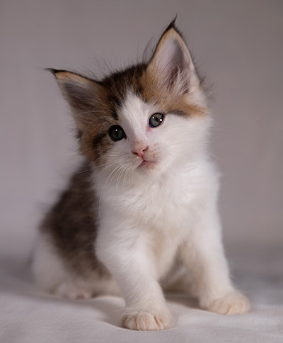 Bernhold - 5 weeks old