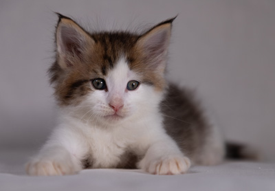 Bernhold - 5 weeks old