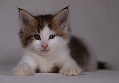 Bernhold - 5 weeks old