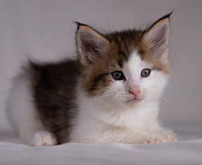 Bernhold - 5 weeks old
