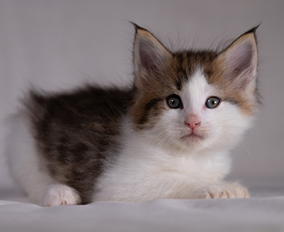 Bernhold - 5 weeks old