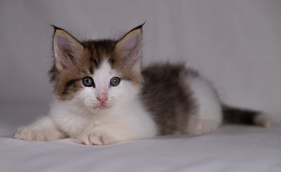 Bernhold - 5 weeks old
