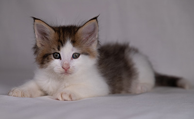 Bernhold - 5 weeks old