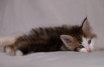 Bernhold - 5 weeks old