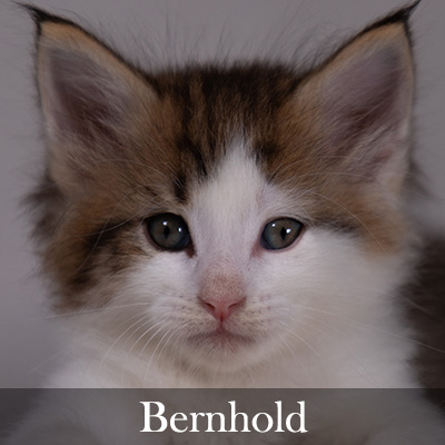 Bernhold