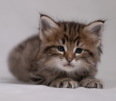 Birgit - 5 weeks old