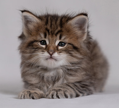 Birgit - 5 weeks old