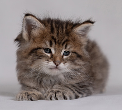 Birgit - 5 weeks old