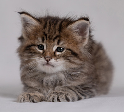 Birgit - 5 weeks old