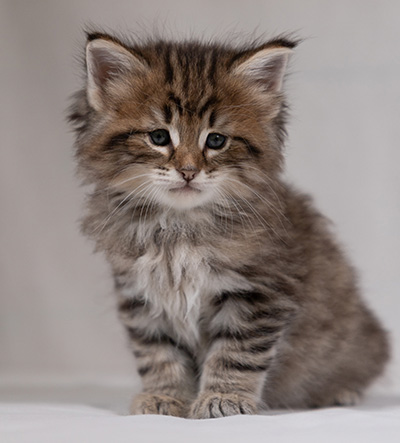 Birgit - 5 weeks old