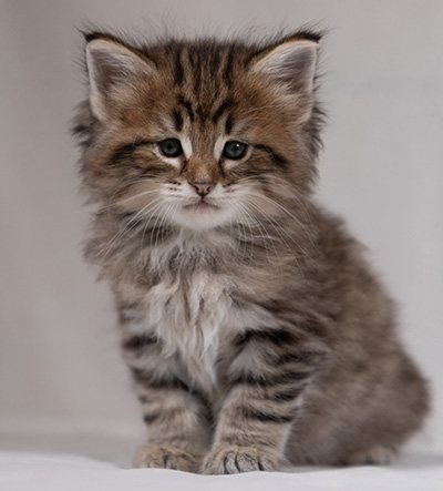 Birgit - 5 weeks old