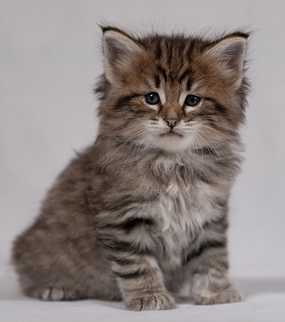 Birgit - 5 weeks old
