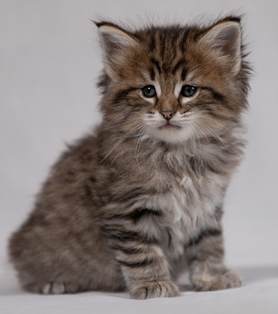 Birgit - 5 weeks old