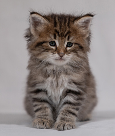 Birgit - 5 weeks old