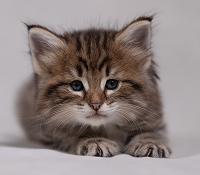 Birgit - 5 weeks old