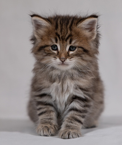 Birgit - 5 weeks old