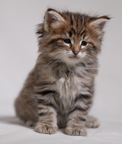 Birgit - 5 weeks old