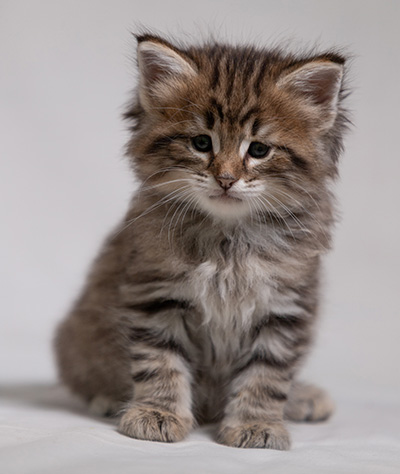 Birgit - 5 weeks old