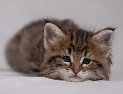 Birgit - 5 weeks old