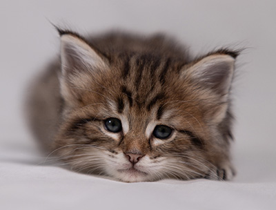 Birgit - 5 weeks old