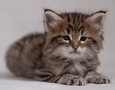 Birgit - 5 weeks old