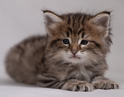 Birgit - 5 weeks old