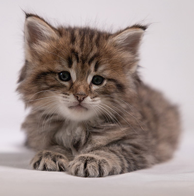 Birgit - 5 weeks old