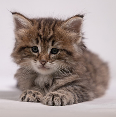 Birgit - 5 weeks old