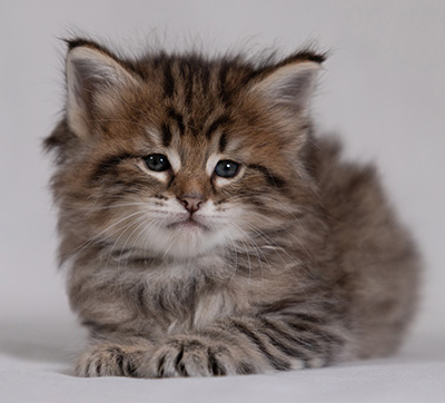 Birgit - 5 weeks old