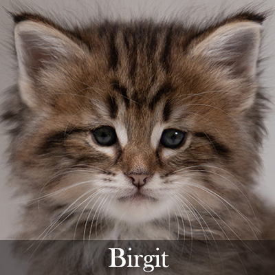 Birgit