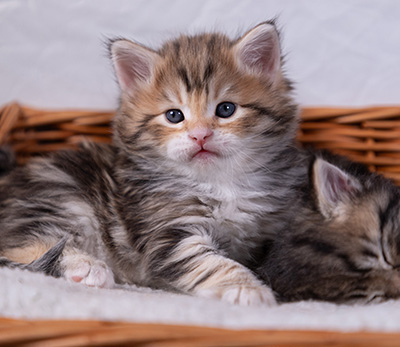 Aleksander - 5 semaines