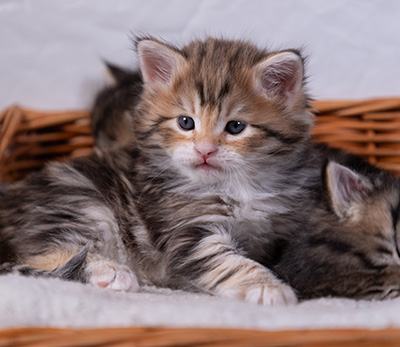 Aleksander - 5 semaines