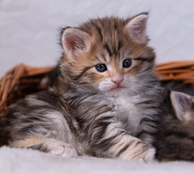 Aleksander - 5 semaines