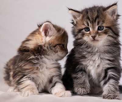 Aleksander - 5 semaines