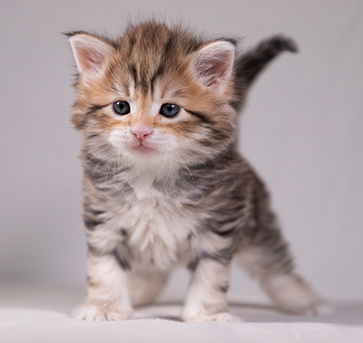 Aleksander - 5 semaines