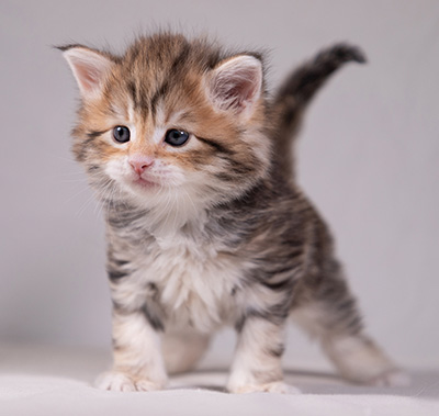 Aleksander - 5 semaines