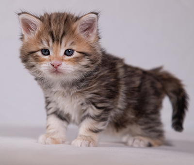 Aleksander - 5 semaines