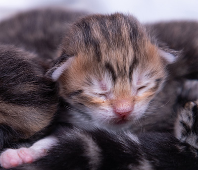 Aleksander - Naissance