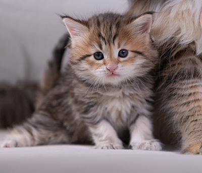 Anastasia - 5 semaines