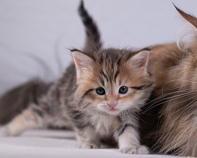 Anastasia - 5 semaines