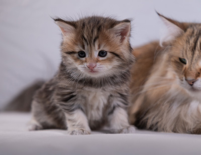 Anastasia - 5 semaines