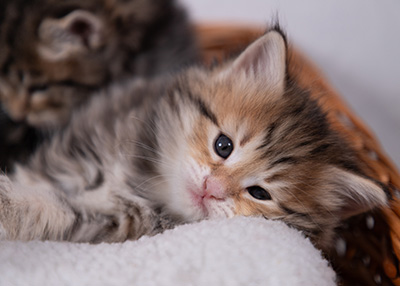 Anastasia - 5 semaines