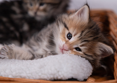 Anastasia - 5 semaines