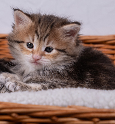 Anastasia - 5 semaines