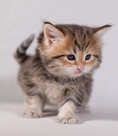 Anastasia - 5 semaines