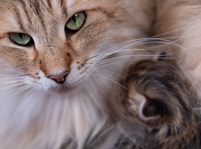 Anastasia - Naissance