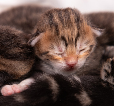 Anastasia - Naissance